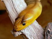 2210081026 pitonwoma4.jpg