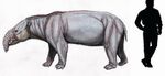 Astrapotherium