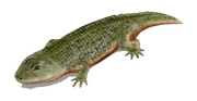 Peltobatrachus