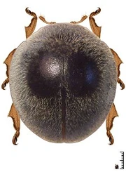 Pseudoazya boliviana