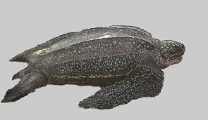 Tortuga Laúd