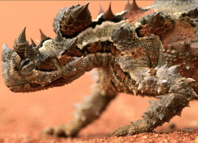 Lagarto.jpg