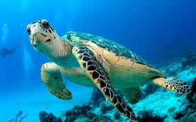 Tortuga boba 2.jpg