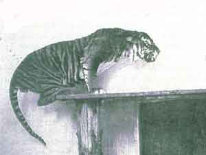 Javan Tiger.jpg