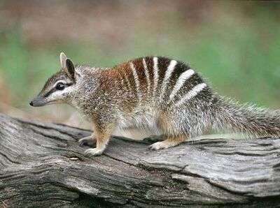 Numbat (1)