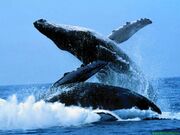Baleines006.jpg