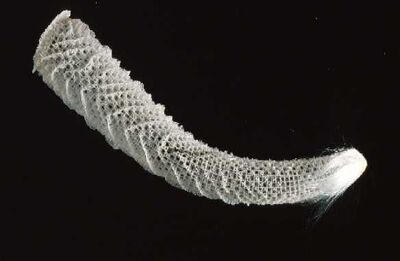 Euplectella1.jpg