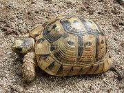 230px-Nabeulensis sarda.jpg