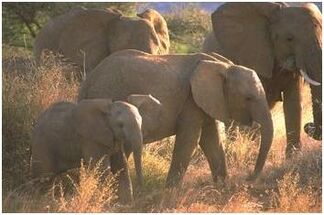 Elefante