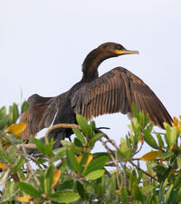 Phalacrocorax-brasilianus.jpg