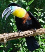 Tucan2