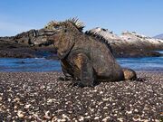 2811081006 iguana marina 77 thl.jpg