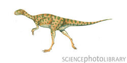 Alocodon