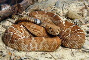 Serpiente-blog.jpg