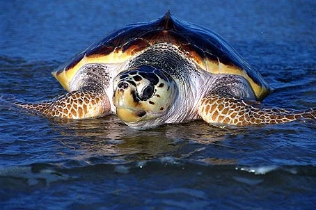 Caretta