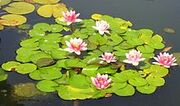 220px-Nenufar-rosa.jpg