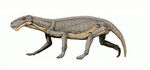 Lycaenops