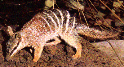 Numbat1