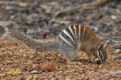Numbat3