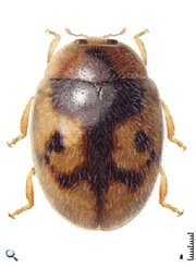 Scymnobius galapagoensis