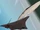R-211 Orcinus