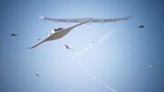 Arsenal Bird launch MQ-101