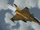 Rafale M -Golden Gale-