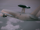 AWACS Ghost Eye