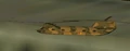 A Belkan Air Force CH-47 attempting to flee Directus
