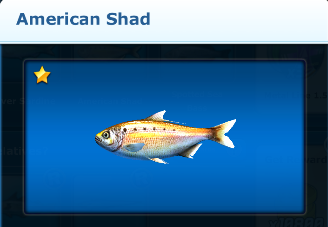 Fish Scales and the American Shad