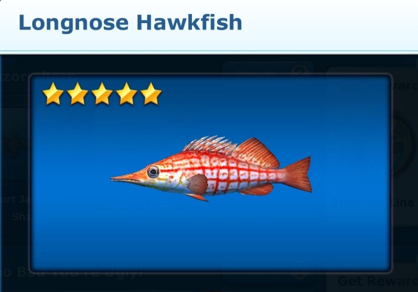 longnose hawkfish