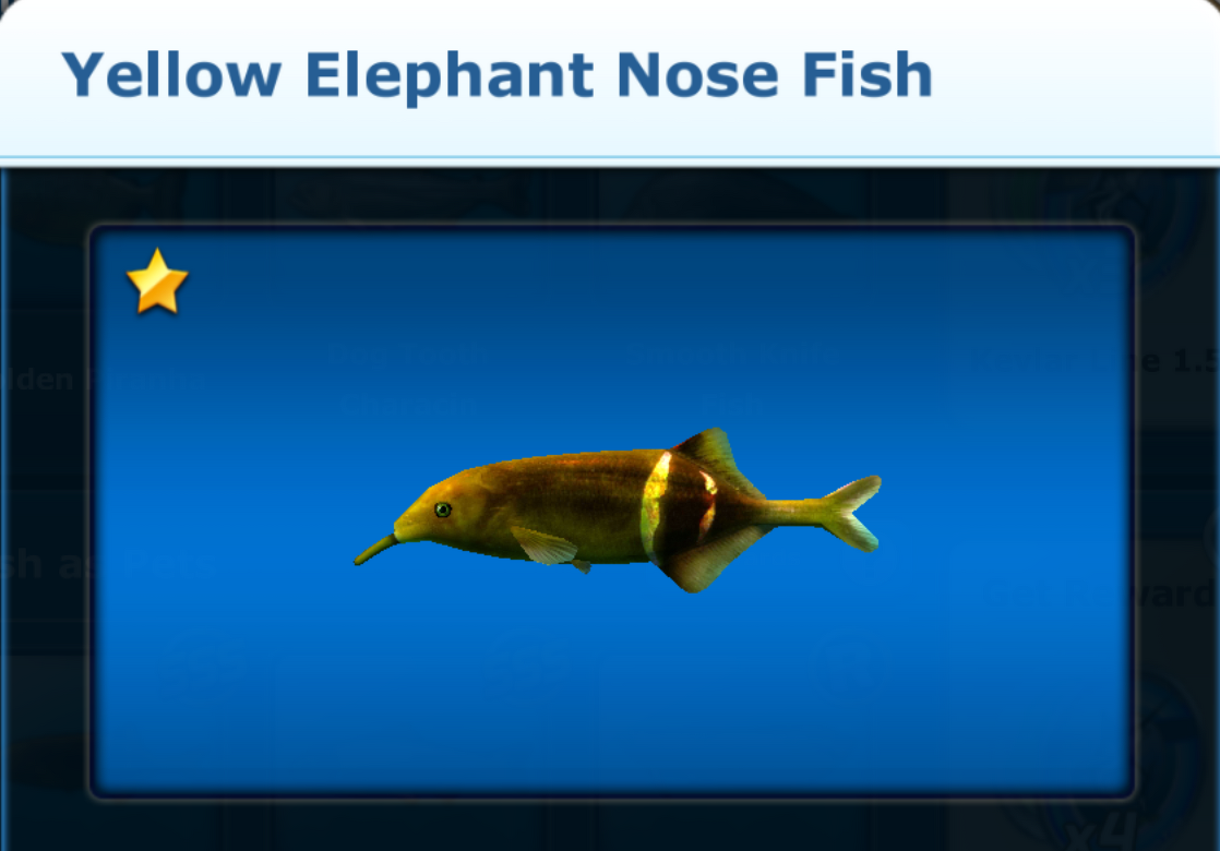 yellow elephant nose fish