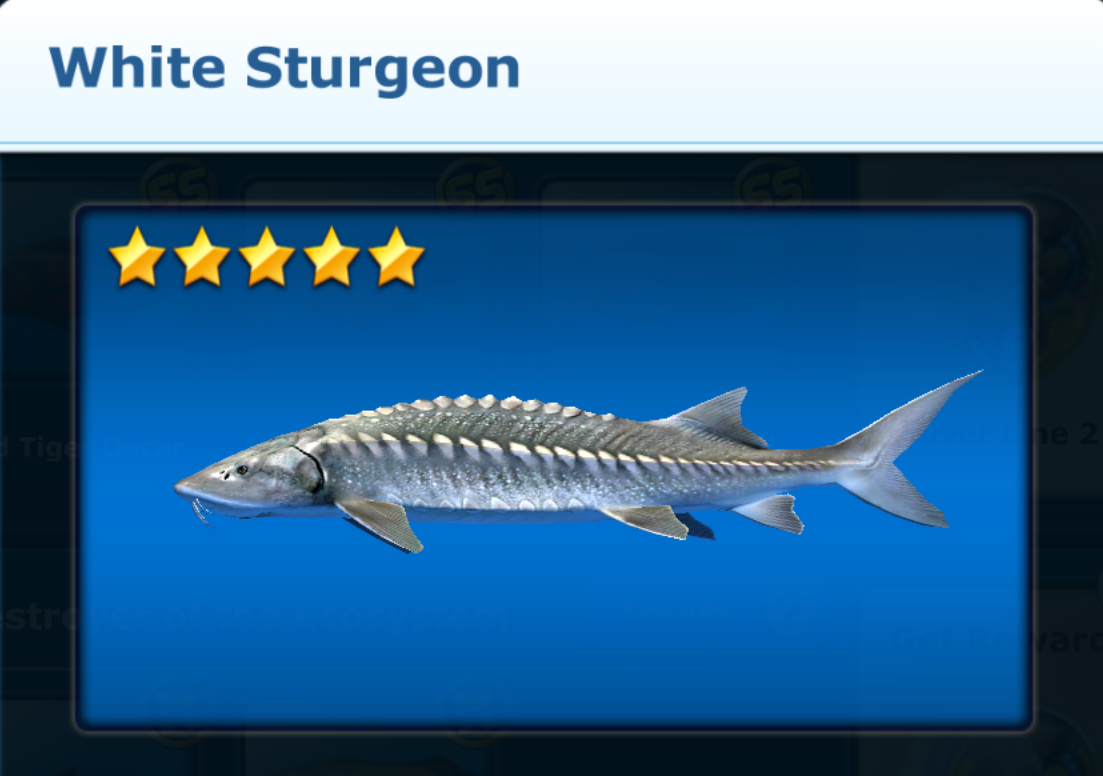 White Sturgeon, Ace Fishing Wiki
