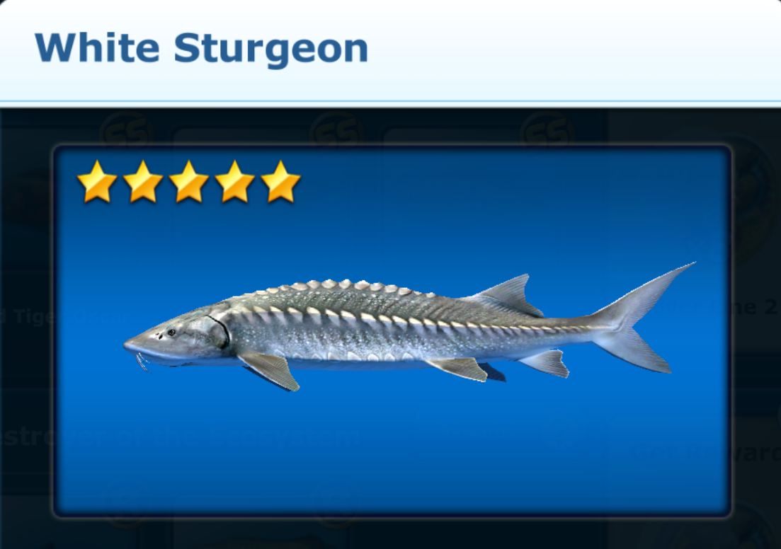 Fishing - How to catch White Sturgeon