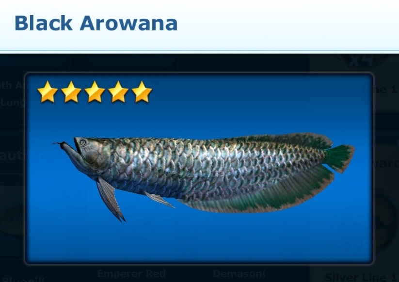 full grown black arowana