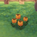 Orange tulips