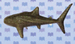 Whale Shark.jpg