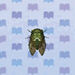 Robust Cicada.jpg