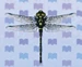 Giant Petaltail
