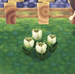 White tulips