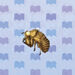 Cicada Shell.jpg