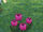Pink tulips.jpg