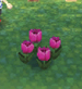 Pink tulips