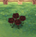 Black rose