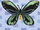 Birdwing Butterfly.jpg