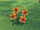 Orange lily.jpg
