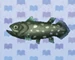 Coelacanth