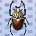 Goliath Beetle.jpg