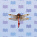 Red Dragonfly.jpg