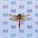 Red Dragonfly